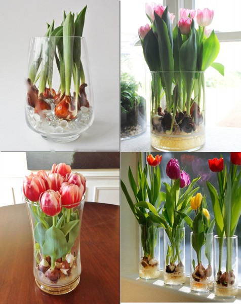 Вырастить тюльпаны в вазе