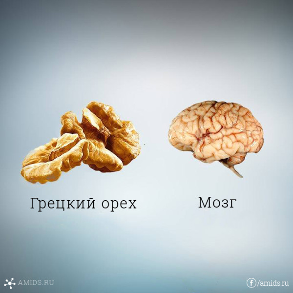 грецкий орех похож на мозг